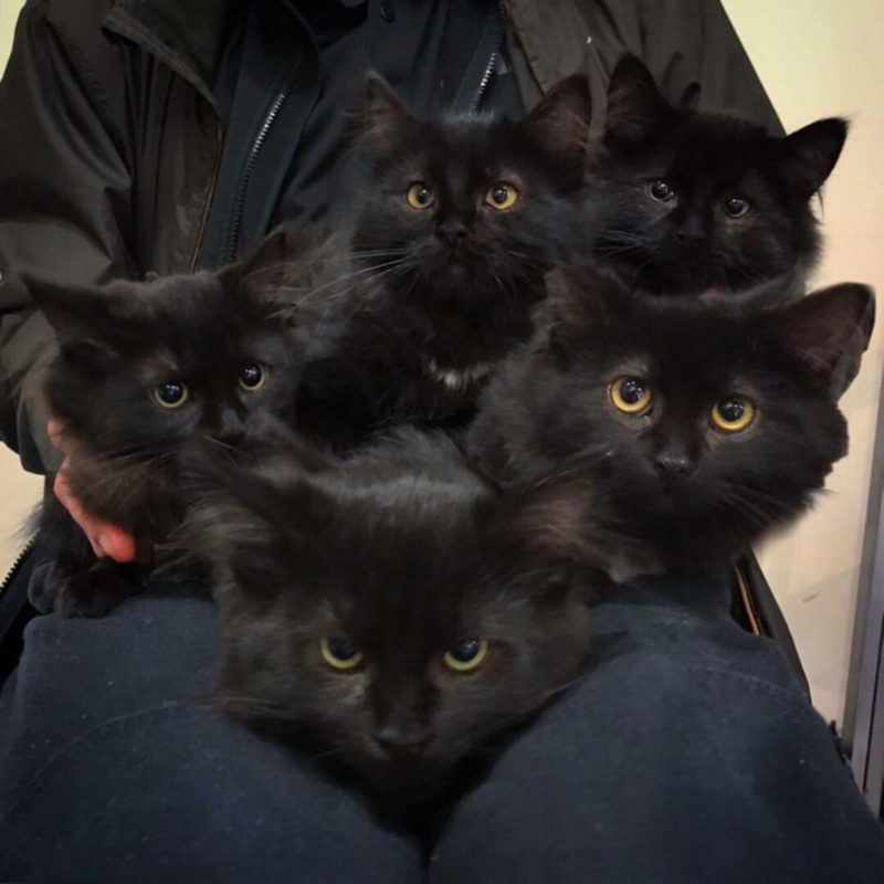  Black stray cat brings her six little adorable kittens to introduce them to the kind woman who fed her regularly