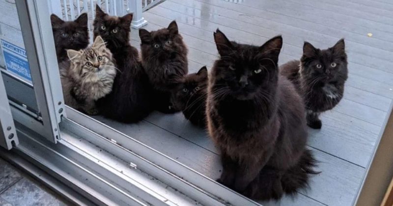  Black stray cat brings her six little adorable kittens to introduce them to the kind woman who fed her regularly