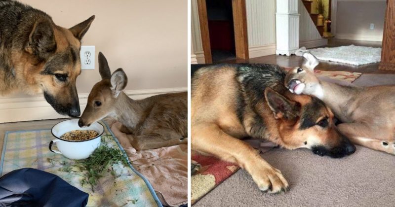 A 9-year-old German Shepherd named Sarge became an adoptive and caring mom for many orphaned fawns