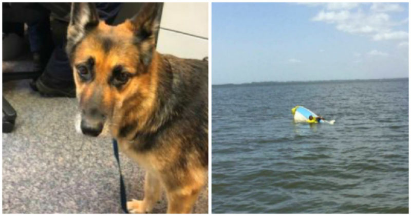 A German Shepherd surprisingly managed to tread water for at least 11 hours rescuing his owner's life