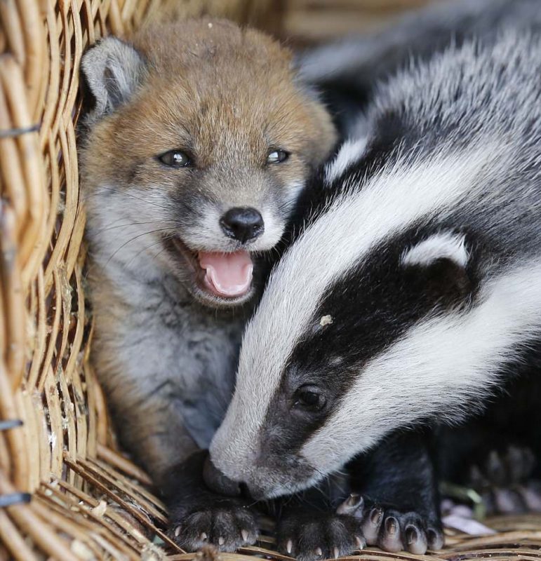 An unlikely special friendship between an abandoned baby fox and two orphaned badgers