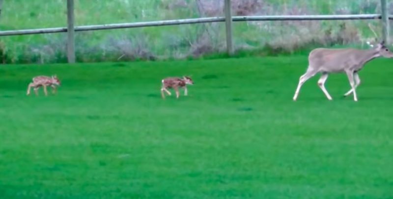 The kindhearted man wanted to release the little baby fawn after rehabilitation to the wild but she doesn't leave him