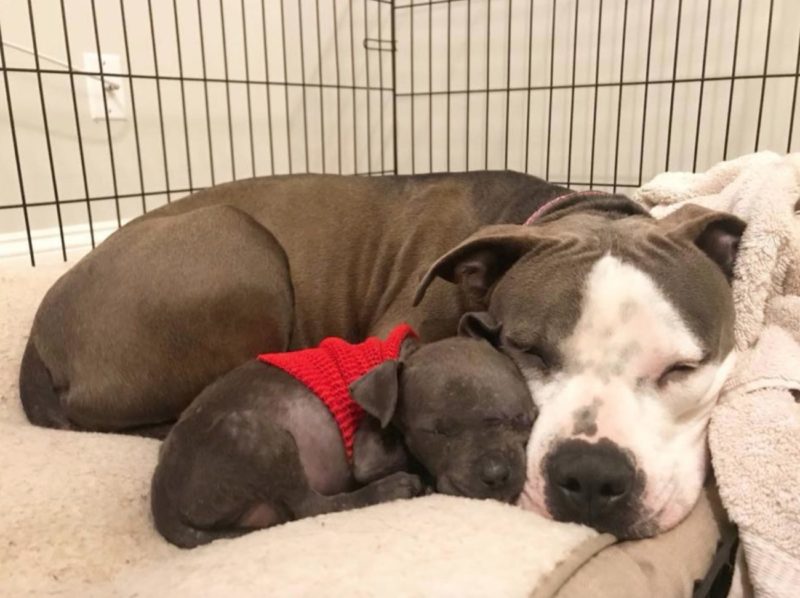 A stray dog pit bull Daya after losing her babies found comfort in taking care of an orphaned puppy named Raisin