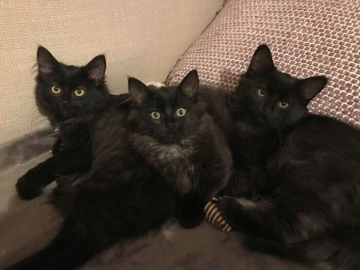  Black stray cat brings her six little adorable kittens to introduce them to the kind woman who fed her regularly