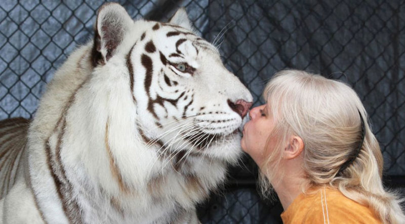 Janice Haley from Florida decided to turn her backyard into a playground for her beloved "kittens" two Bengal tigers