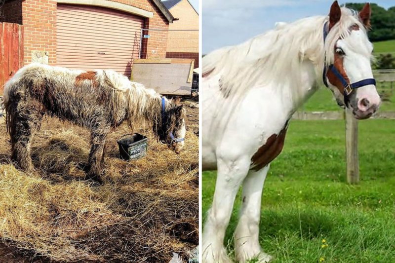 Rescued by the volunteers  abandoned horse being on the edge of death now is a rosette-winning horse