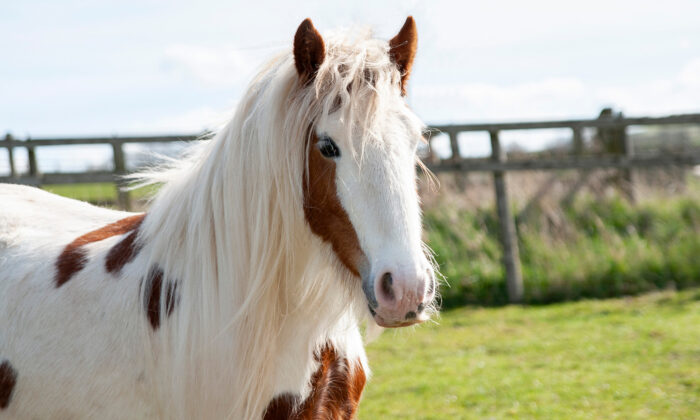 Rescued by the volunteers  abandoned horse being on the edge of death now is a rosette-winning horse