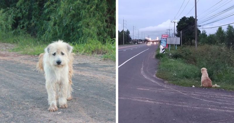 Loyal dog waits for his humans four years in the same spot where he lost them