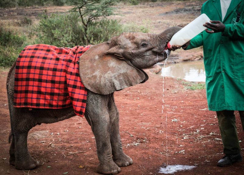 After losing his mom a baby orphaned elephant receives comfort and affection from a new herd