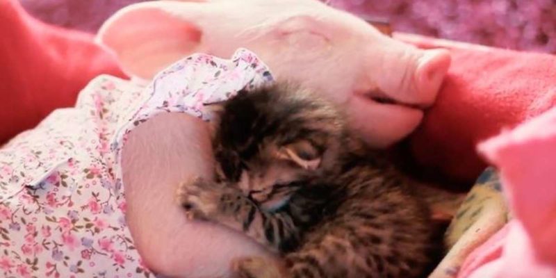 Despite their differences two adorable creatures a rescue piglet and orphaned kitten farmed a strong bond