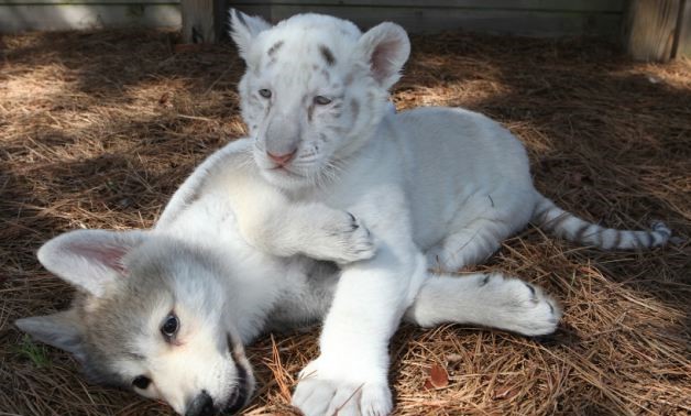 This unlikely friendship of endangered species baby wolf and tiger cubs make everyone's hearts melting