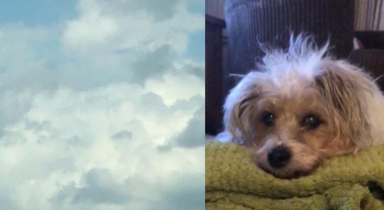 The girl saw her dog in the sky a couple of hours after pet's death, and she is not the only one