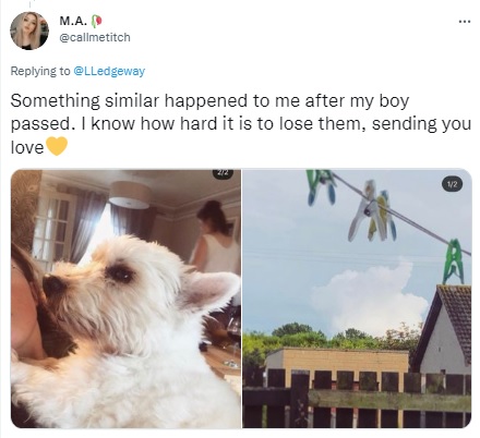 The girl saw her dog in the sky a couple of hours after pet's death, and she is not the only one