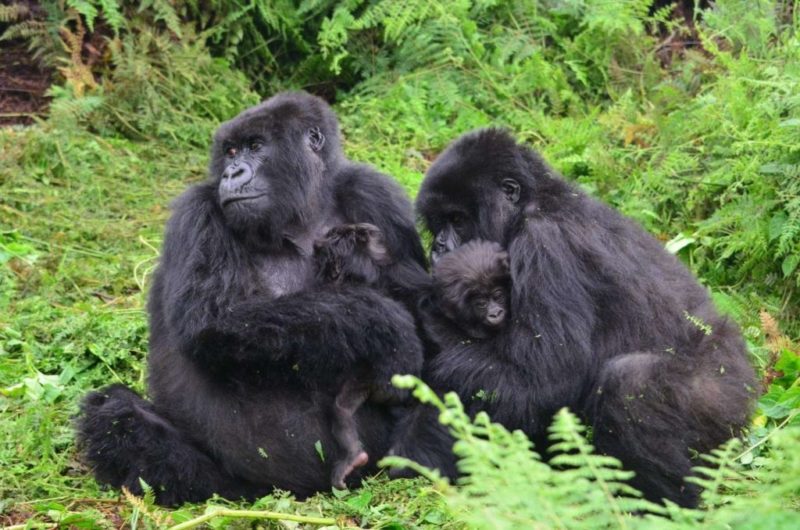 A teenage gorilla baby sitter called Ubukombe is always ready to help so that the young mothers could rest