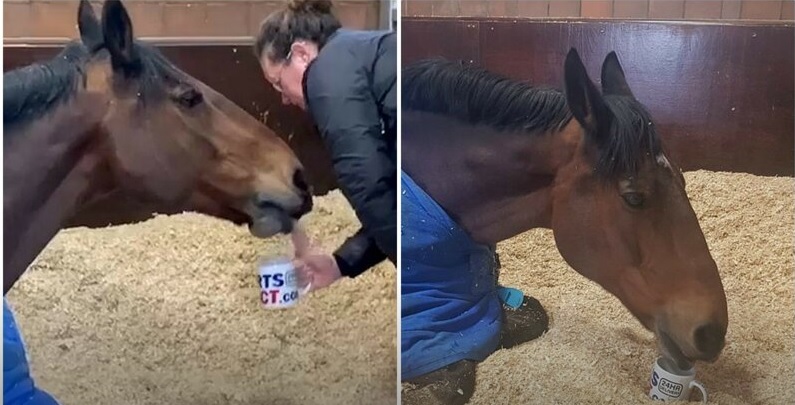 Capricious police horse from England refuses to get to work without a cup of sweet tea every morning