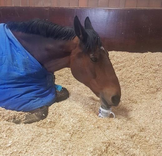 Capricious police horse from England refuses to get to work without a cup of sweet tea every morning