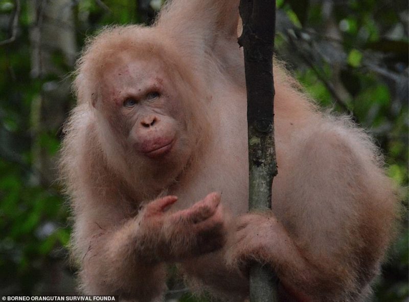 Meet Alba the albino orangutan, with her white fur and piercing blue eyes, she is the rarest and most unique ape in the entire world