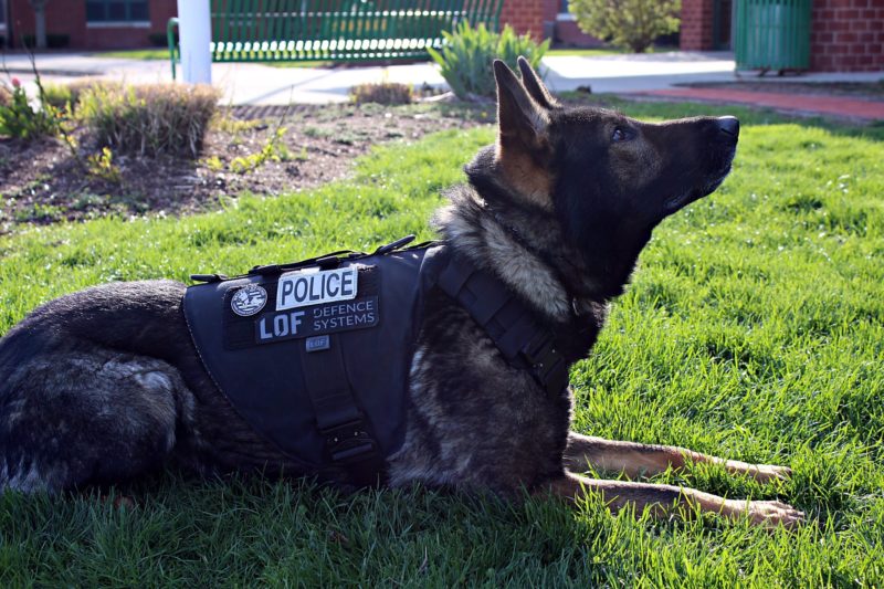 A caring and smart 10-year-old boy raised over 315 thousand dollars to buy bullet proof vests for police dogs