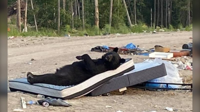 Black bear caught on camera laying and hanging out on the discarded mattress by a garbage dump