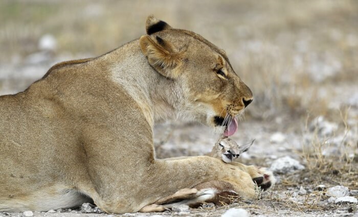 Grieving lioness takes comfort in caring for a baby antelope after a male lion kills her cubs