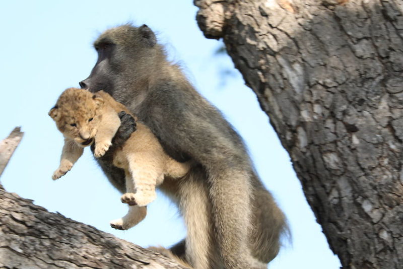 In South Africa, an incredible incident took place that reminded eyewitnesses of a scene from the popular movie The Lion King