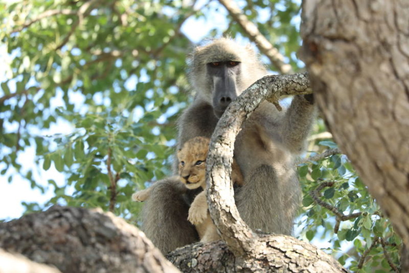 In South Africa, an incredible incident took place that reminded eyewitnesses of a scene from the popular movie The Lion King