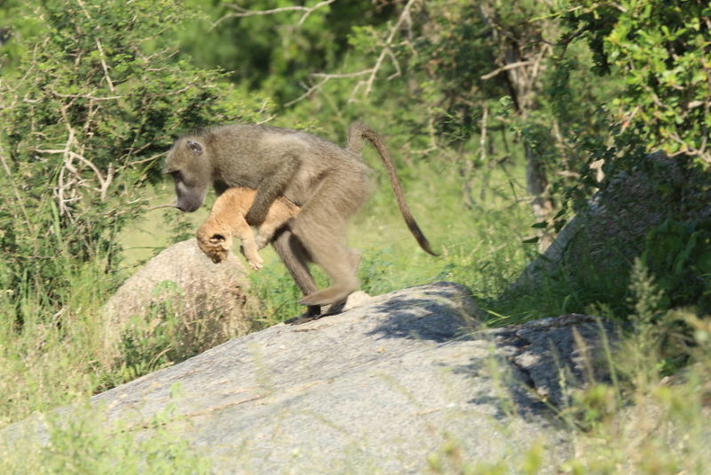 In South Africa, an incredible incident took place that reminded eyewitnesses of a scene from the popular movie The Lion King