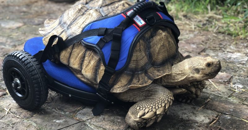 11-year-old 70-pound disabled turtle on the move again thanks to a large personalized wheelchair