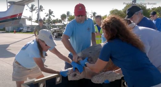 Every life is important: 250-pound turtle hit by a boat gets private plane ride to sanctuary