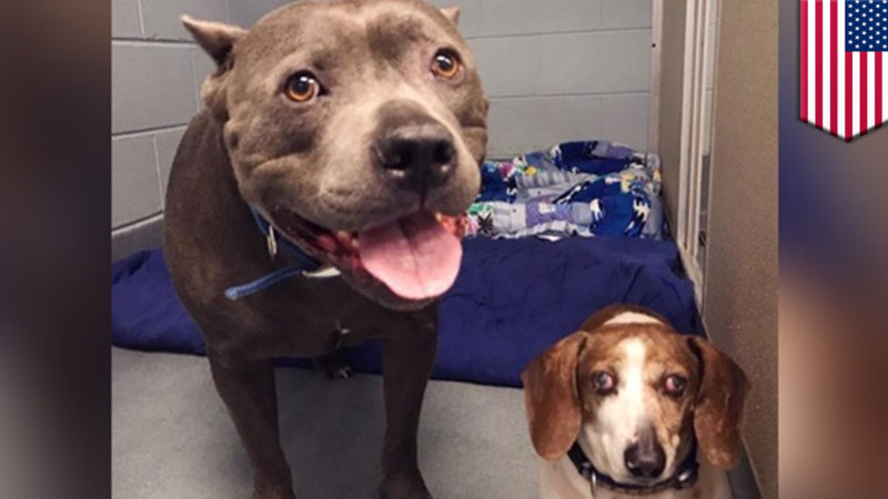 Blind, senior Dachshund and his Pit Bull best friend who guides him everywhere are finally reunited