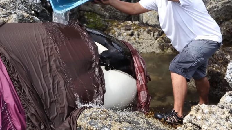 The orca got stuck among the rocks and was crying for hours so a group of strangers decided to save him