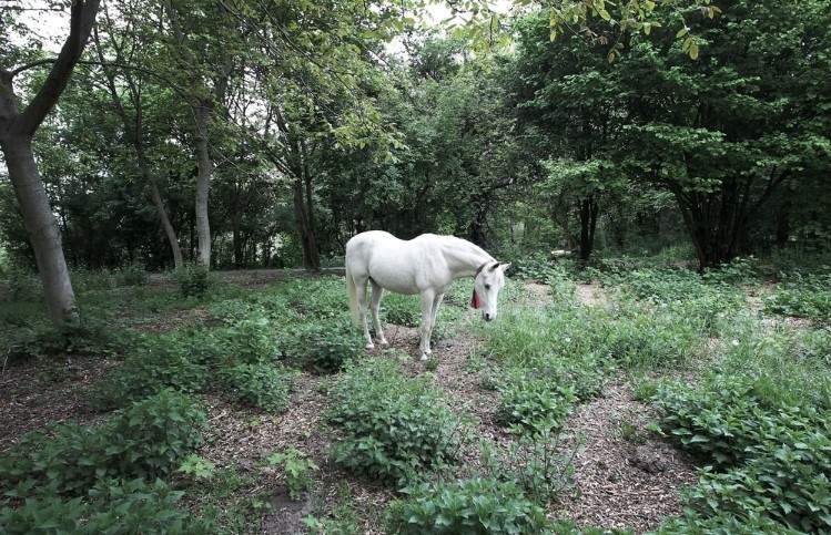 A horse spends 15 years on daily walks along the same route that her late human used to ride her on