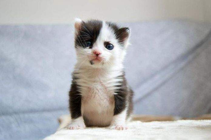 Marie, the kitten from Spain that looks like a panda, is thriving after being found in a box