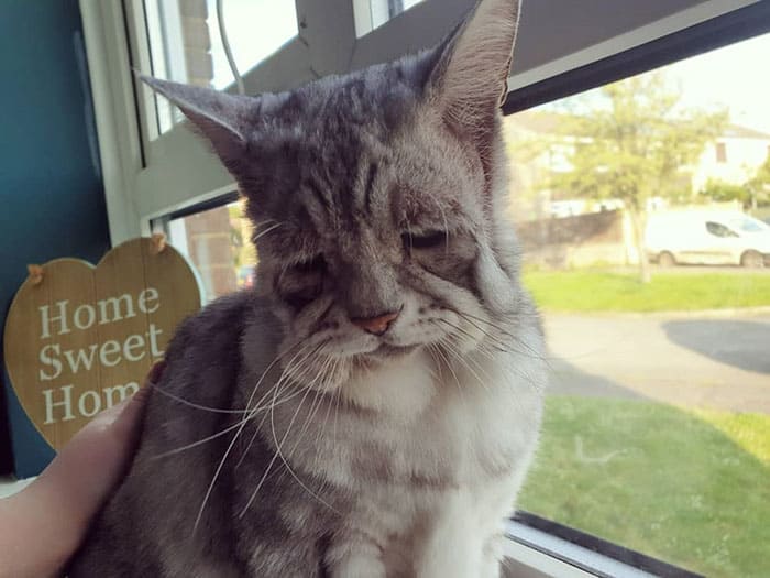 Cat with Ehlers-Danlos syndrome finally finds his forever home with his toothless best friend