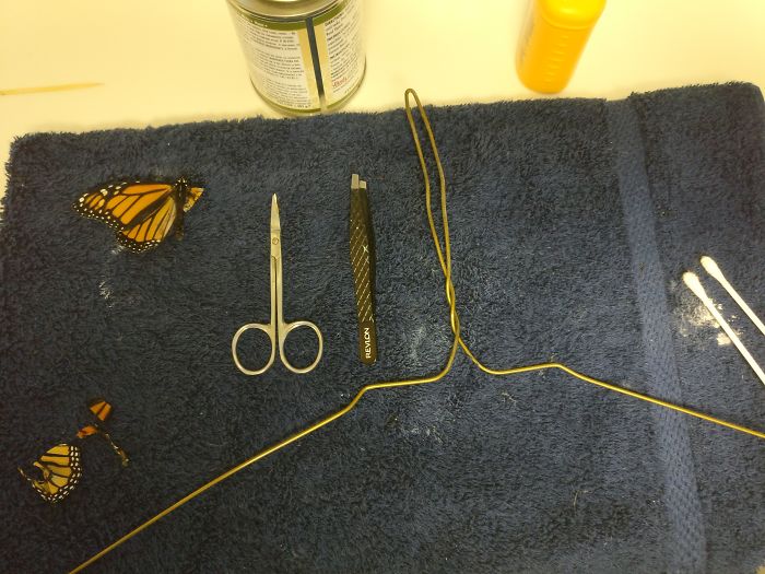 Woman performs surgery on Monarch butterfly with broken wing and now it can fly again
