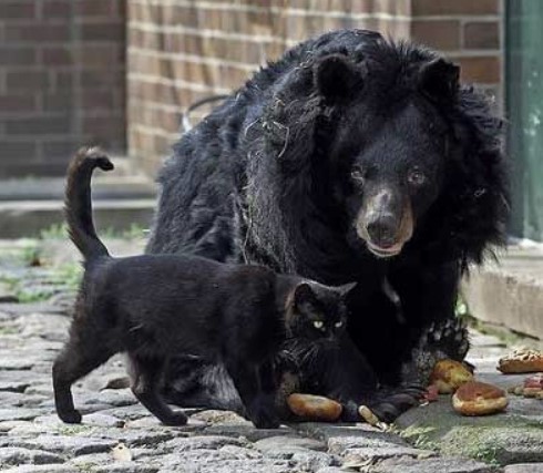 The odd and amazing friendship between a stray cat and an elderly bear