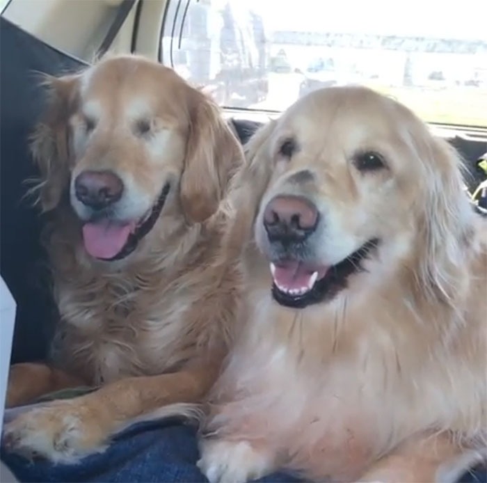 This blind Golden Retriever and his guide dog best friend warm people's hearts