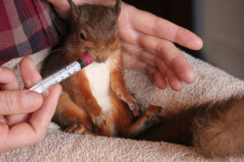 Man is nursing a sick red squirrel back to health with digestive biscuits and fruit smoothies
