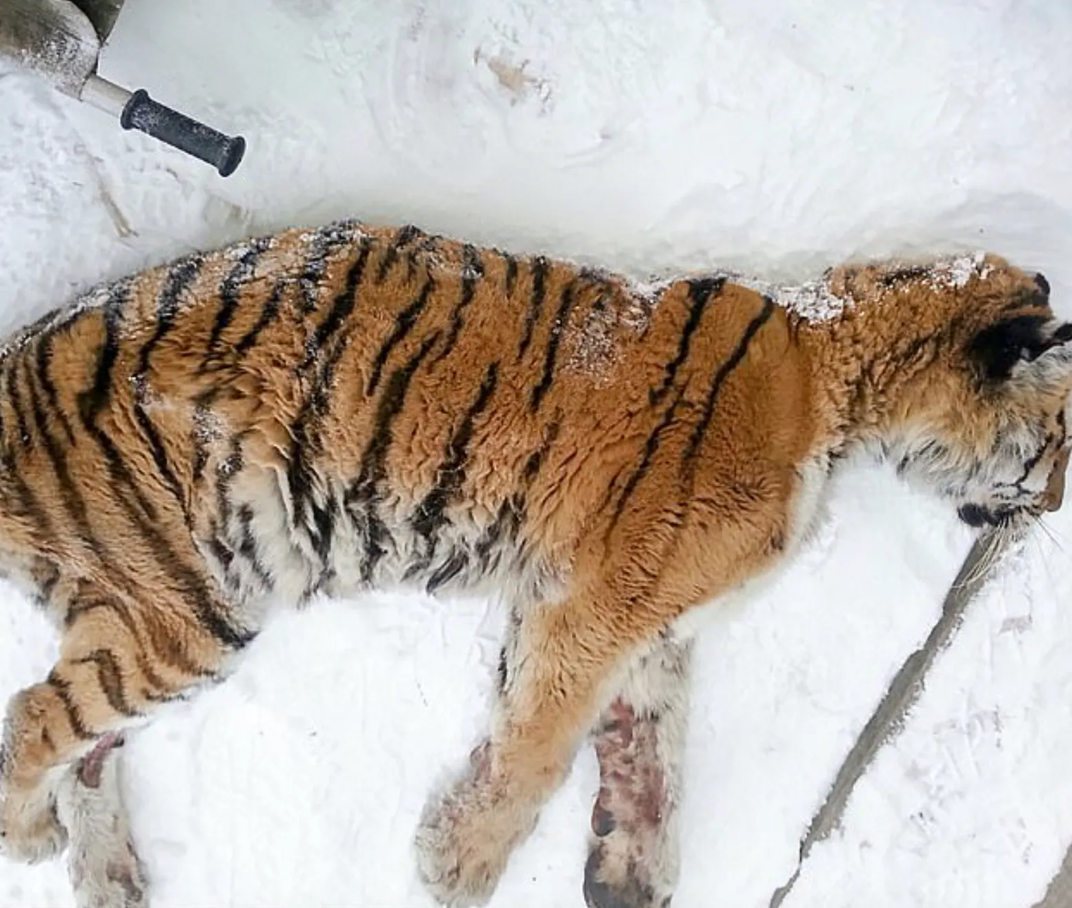 Exhausted endangered Siberian tiger walks into village to seek out human help