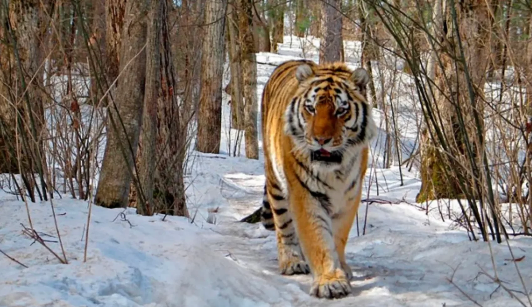 Exhausted endangered Siberian tiger walks into village to seek out human help