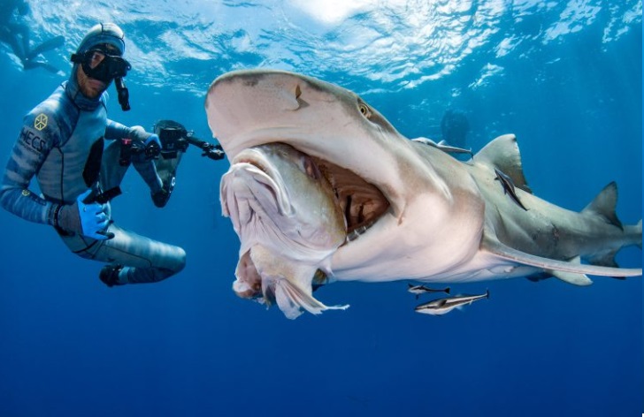 Shark happily smiled at the camera in front of the shocked divers thanking them for the fish treat