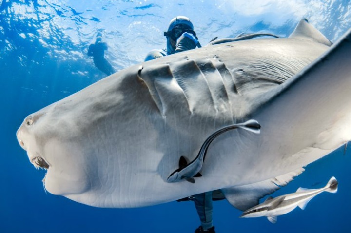 Shark happily smiled at the camera in front of the shocked divers thanking them for the fish treat