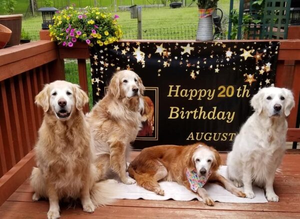 Augie celebrates her 20th birthday and becomes the world's oldest Golden Retriever