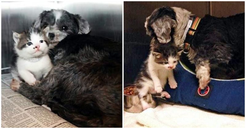 Stray dog finds an abandoned kitten then cares for him and saves his life