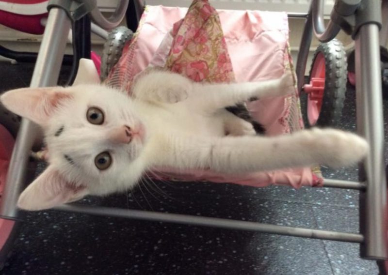 A kitten born with a pair of "worrisome eyebrows" has grown into a beautiful cat