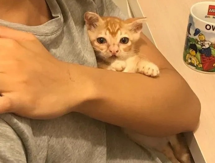 Little ginger kitten with unique look was found in a dark alley and rescued by volunteers