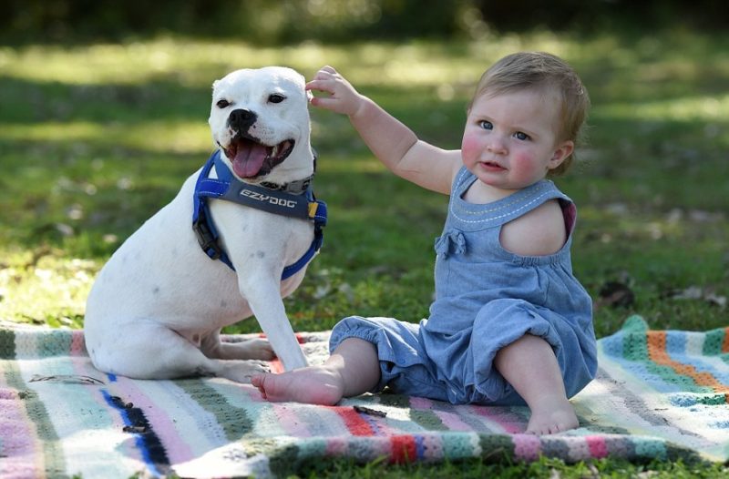 Three-legged dog became a faithful companion of a one-year-old girl who was born without one arm