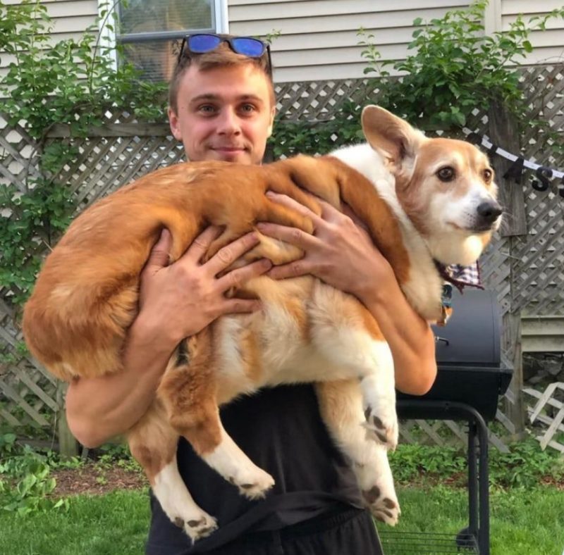 The girl wanted to adopt an ordinary Corgi but received 25 kg of happiness instead