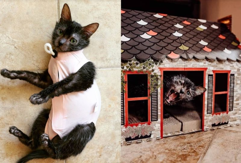 The owner thought her kitten was sick until she grew up: it turned out that this is not an ordinary cat