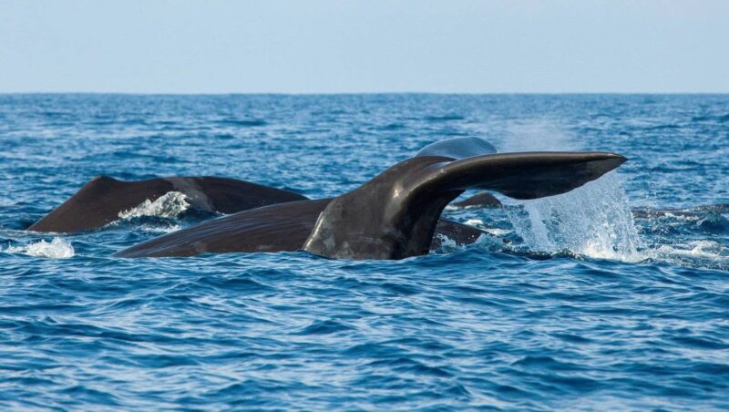 What specialists found in the stomach of the young sperm whale shocked the entire world